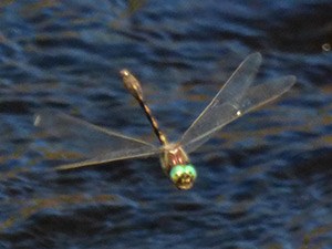 Male Orange-spotted Emerald - Oxygastra curtisii © John Muddeman